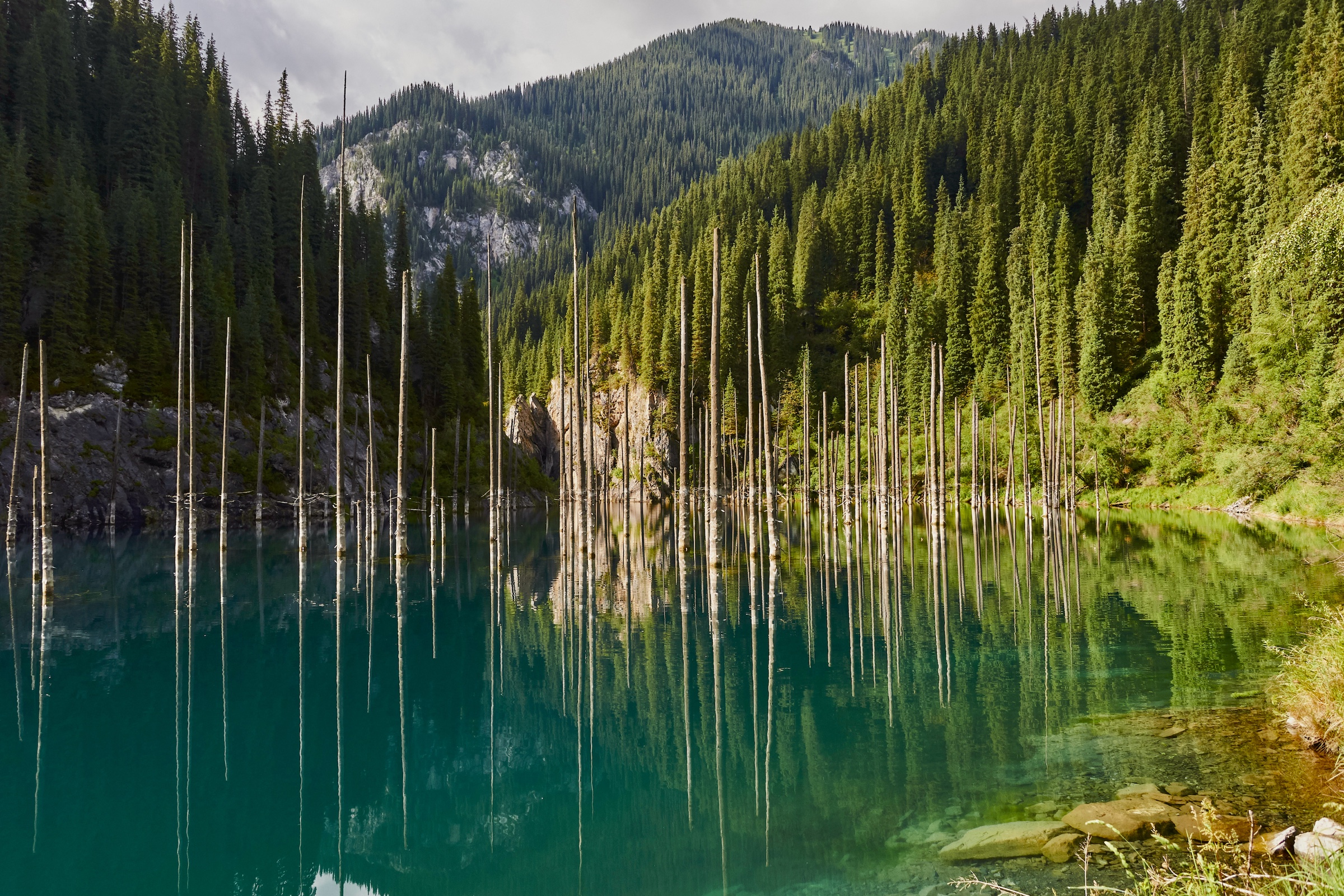Sunken spruce trunks of Lake Kaindy standing in turquoise water with mirror reflections